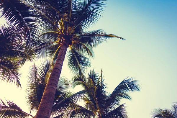 Silhouetten von Palmen mit Sonnenuntergang — Stockfoto