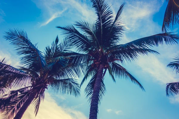 Красивые пальмы — стоковое фото