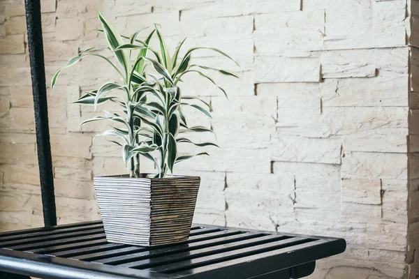 Vase plant tree — Stock Photo, Image