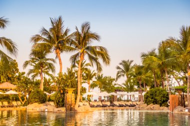 Palmiye ağaçları ile lüks Yüzme Havuzu