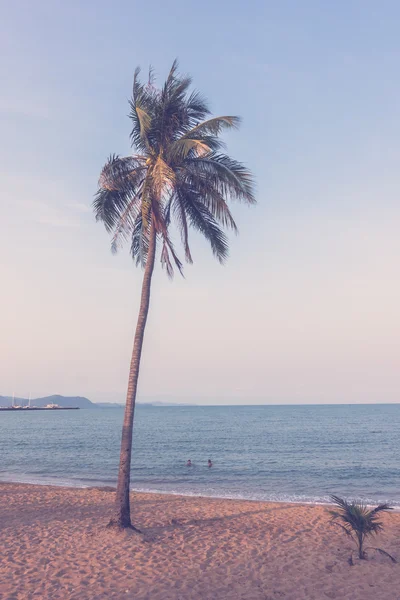 Cocoteros en la playa —  Fotos de Stock