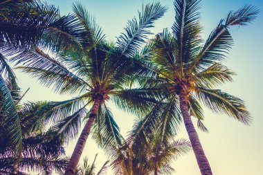 Güzel palmiye ağacı üzerinde mavi gökyüzü