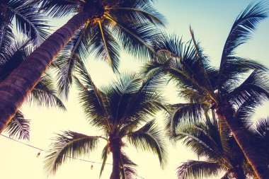 Gün batımı ile palmiye ağaçlarının Silhouettes