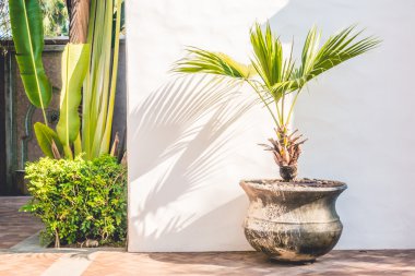 Vazo bitki dekorasyon dış cephe