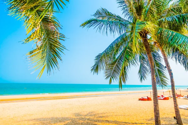 Gyönyörű palm fa a parton — Stock Fotó