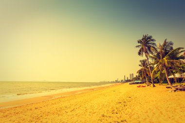 Sahildeki palmiye ağaçları