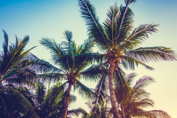 Beau palmier sur ciel bleu — Photo