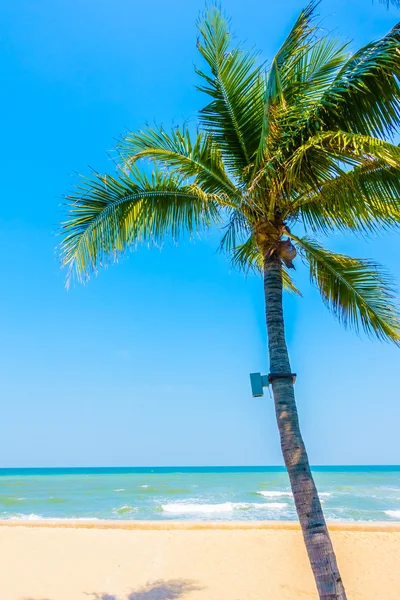 Palmera en la playa — Foto de Stock