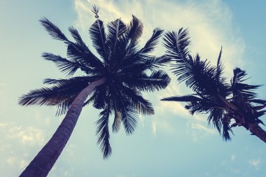 ve palmiye ağaçlarının Silhouettes
