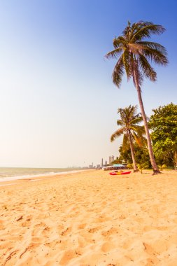 Sahildeki palmiye ağaçları