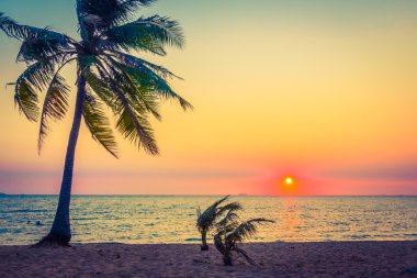 Sahildeki palmiye ağaçları