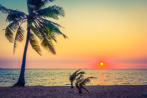 Пальмы на пляже — стоковое фото