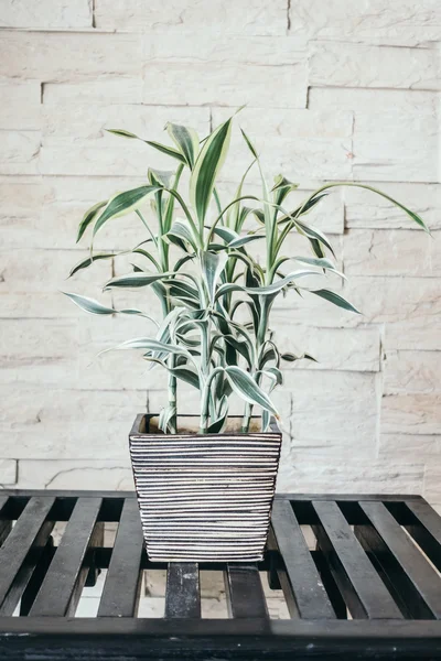 Vase plant tree — Stock Photo, Image