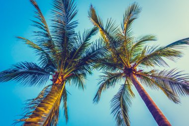 Güzel palmiye ağacı üzerinde mavi gökyüzü