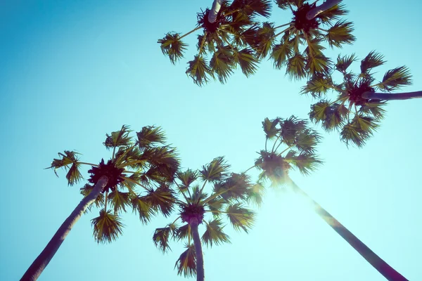 Plam árbol con cielo — Foto de Stock