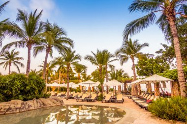 Palmiye ağaçları ile yüzme havuzu manzarası