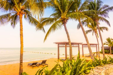 Güzel plaj ve palmiye ağaçları ile