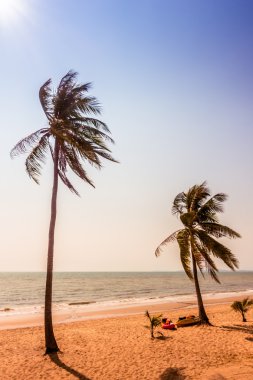 Sahildeki palmiye ağaçları