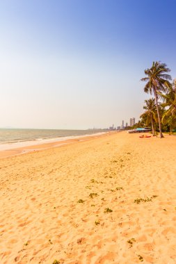 Sahildeki palmiye ağaçları