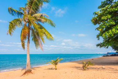 Hindistan cevizi ağaçları tropikal plaj