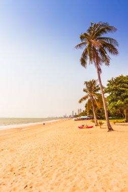 Sahildeki palmiye ağaçları