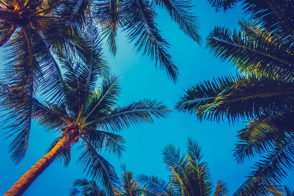 Gyönyörű palm tree a kék ég — Stock Fotó