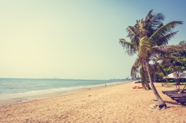 Sahildeki palmiye ağaçları