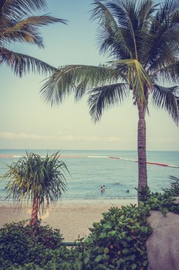 Yüzme Havuzu Peyzaj