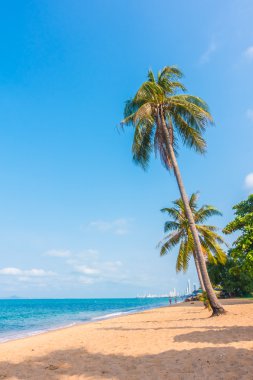 Hindistan cevizi ağaçları tropikal plaj