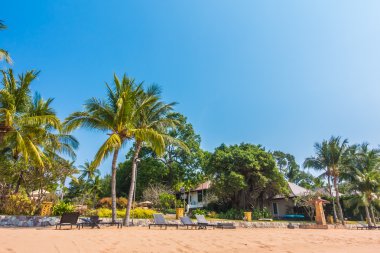Güzel plaj ve palmiye ağaçları ile
