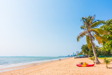 Sahilde palmiye ağacı