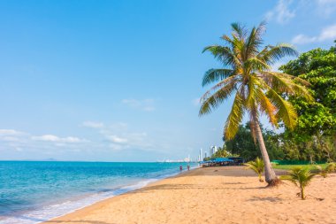 Hindistan cevizi ağaçları tropikal plaj