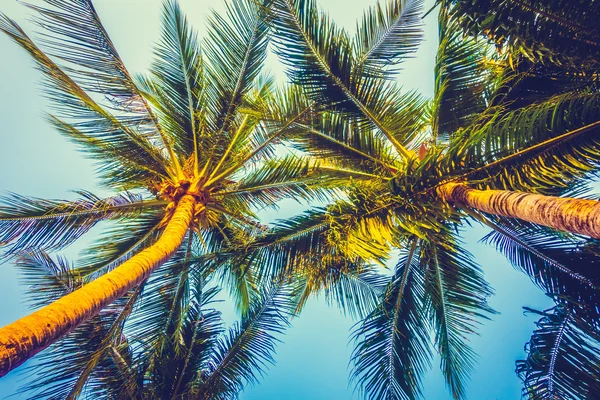 Hermosa palmera en el cielo azul — Foto de Stock