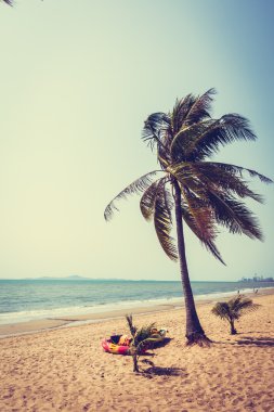 Sahildeki palmiye ağaçları