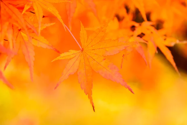 Feuille d'érable dans le parc — Photo