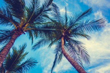 güzel hurma ağacı