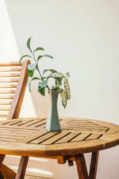 Vase plante sur la table — Photo