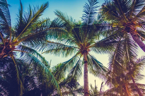 美丽的棕榈树在蔚蓝的天空 — 图库照片