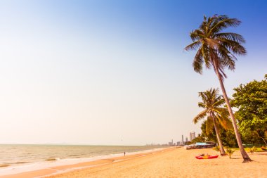 Sahildeki palmiye ağaçları