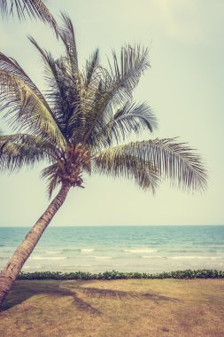 Tropik sahilde hindistan cevizi palmiyesi ağacı