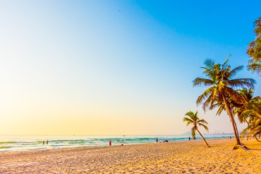 Güzel Hindistan cevizi palmiye ağaçları