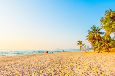 Güzel Hindistan cevizi palmiye ağaçları