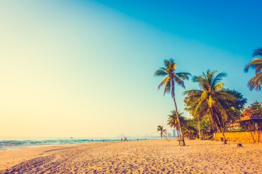 Güzel Hindistan cevizi palmiye ağaçları