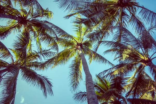 Palme da cocco — Foto Stock