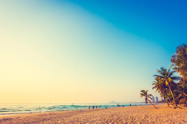 Güzel Hindistan cevizi palmiye ağaçları