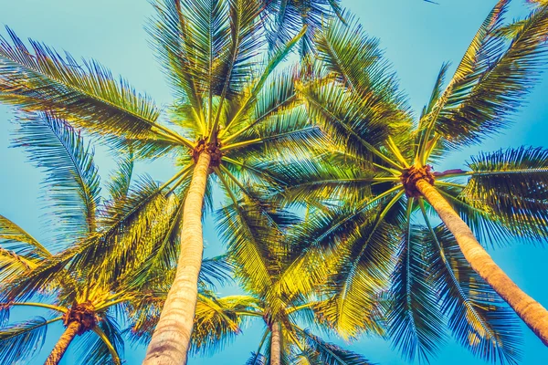 Hindistan cevizi palmiyeleri — Stok fotoğraf