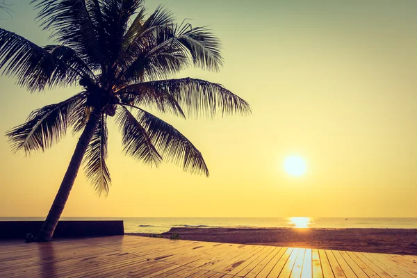 Hindistan cevizi palmiyesi