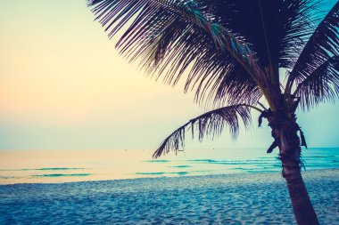 Hindistan cevizi hurma ağacı plajda silüeti