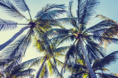 Hindistan cevizi palmiyeleri