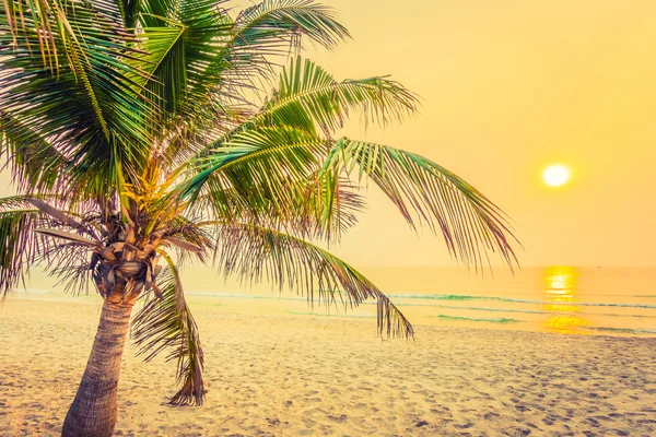 해변에서 코코넛 야 자 나무의 실루엣 — 스톡 사진